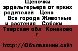 Щеночки эрдельтерьера от ярких родителей › Цена ­ 25 000 - Все города Животные и растения » Собаки   . Тверская обл.,Конаково г.